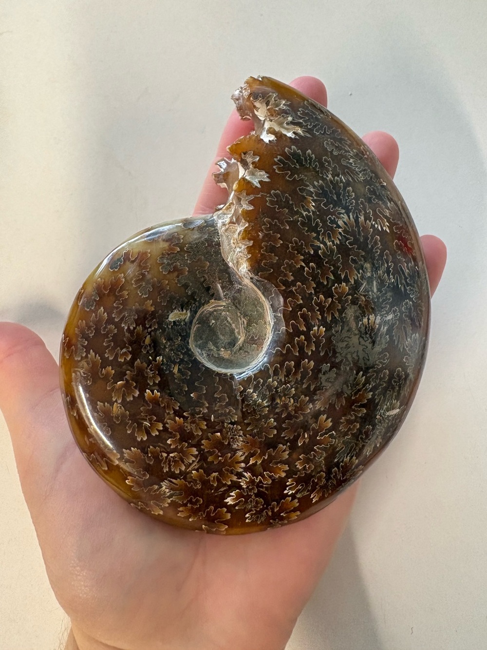 Polished Brown Ammonite Fossil Decorative Accent 5”
